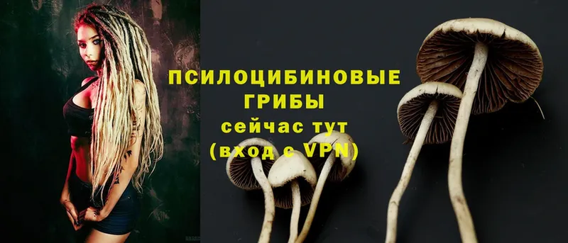 Галлюциногенные грибы MAGIC MUSHROOMS  купить наркотики сайты  блэк спрут зеркало  Ярославль 